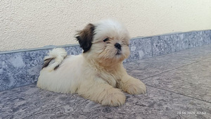 Shihtzu (7 valokuva sivusta 7)