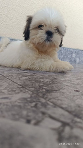 Shihtzu (2 valokuva sivusta 4)