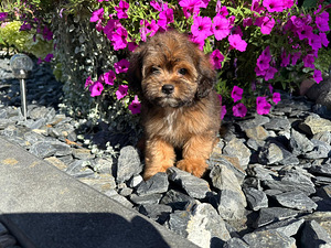 Shihpoo