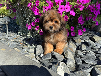 Shihpoo