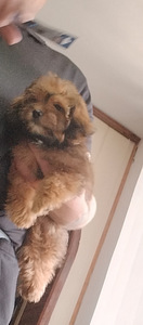 Shihpoo (3 valokuva sivusta 3)