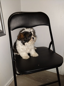 Shihtzu (2 valokuva sivusta 9)