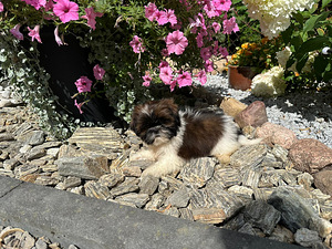 Shihtzu (5 valokuva sivusta 9)