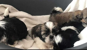 Shihtzu (9 valokuva sivusta 9)