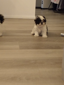 Shihtzu