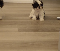 Shihtzu