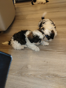 Shihtzu (4 valokuva sivusta 7)