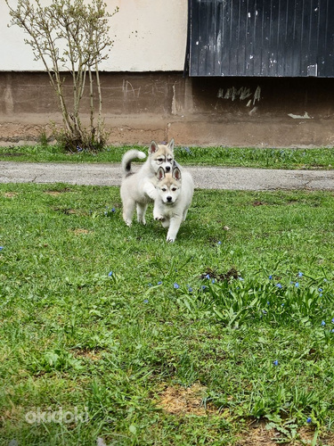 Emased Siberi Husky kutsikad