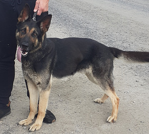 Saksanpaimenkoira/malinois pentuja (3 valokuva sivusta 3)