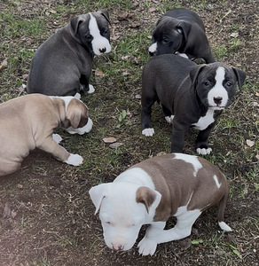 Amerikanpitbullterrieri pennut (3 valokuva sivusta 3)