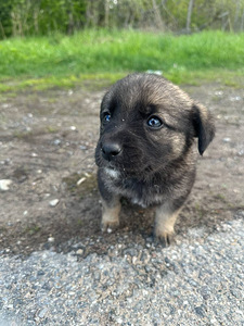 Väikest Kasvu koera kutsikad (3 foto / 8)