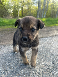 Väikest Kasvu koera kutsikad (8 foto / 8)