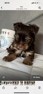 Yorkshire Mini Terrier kutsikad (4 foto / 10)
