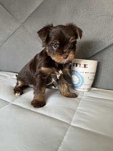 Yorkshire Mini Terrier kutsikad (7 foto / 10)