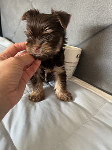 Yorkshire Mini Terrier kutsikad (9 foto / 10)