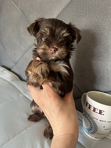 Yorkshire Mini Terrier kutsikad (10 foto / 10)
