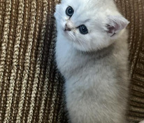 Шотландский котенок
