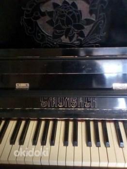 Smolensk must klaver roosiga (foto #2)