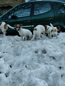 Jack Russelli terjeri kutsikad (1 foto / 8)