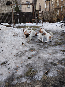 Jack Russelli terjeri kutsikad (2 foto / 8)