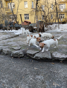 Jack Russelli terjeri kutsikad (3 foto / 8)