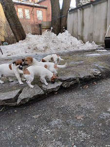 Jack Russelli terjeri kutsikad (5 foto / 8)