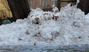Jack Russelli terjeri kutsikad (6 foto / 8)