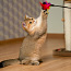 Британские короткошёрстные котята/ Briti kassipoeg (фото #2)