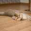 Британские короткошёрстные котята/ Briti kassipoeg (фото #4)