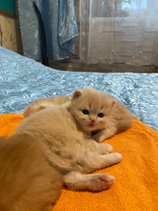 Скоттиш-фолд/страйт (8 фото из 10)