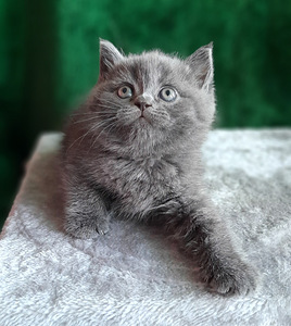 Scottish Fold/Straight (2 foto / 10)