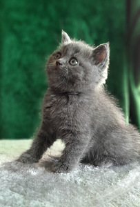 Scottish Fold/Straight (5 foto / 10)