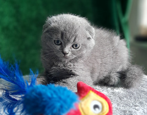 Scottish Fold/Straight (6 foto / 10)