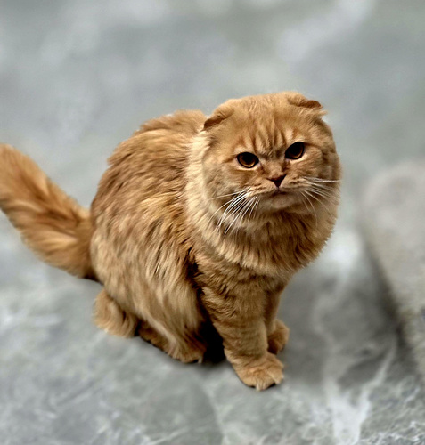 Scottish Fold