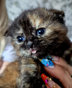 Scottish Fold (4 foto / 9)