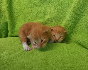 Ragdoll ja Maine Coon mix pentuja varattavissa (2 valokuva sivusta 5)