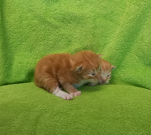 Ragdoll ja Maine Coon mix pentuja varattavissa (3 valokuva sivusta 5)