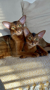 Abessiinia kassipojad / Abyssinian kittens