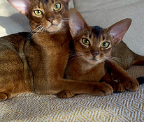 Абиссинские котята / Abyssinian kittens