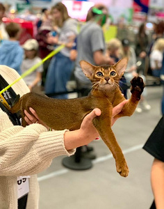 Abessiinia kassipojad / Abyssinian kittens (9 foto / 9)