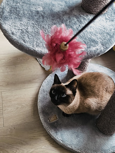 Hooliv kassihoidja — teie lemmiku eest hoolitsemine (9 foto / 10)