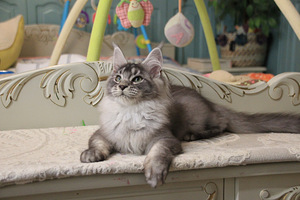 Maine Coon pentuja (1 valokuva sivusta 5)