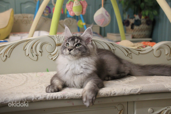 Maine Coon pentuja