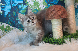 Maine Coon pentuja (2 valokuva sivusta 10)