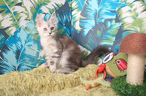 Maine Coon pentuja (6 valokuva sivusta 10)