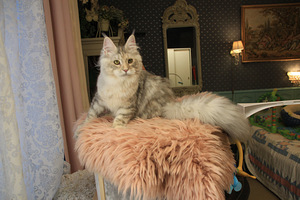 Maine Coon tyttö (2 valokuva sivusta 9)