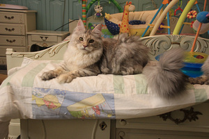 Maine Coon tyttö (6 valokuva sivusta 9)