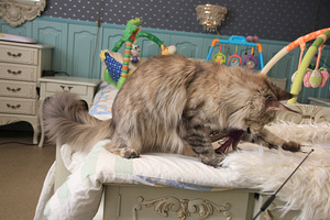 Maine Coon tyttö s. 19.05.24 (2 valokuva sivusta 7)