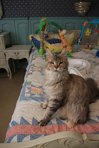 Maine Coon tyttö s. 19.05.24 (5 valokuva sivusta 7)
