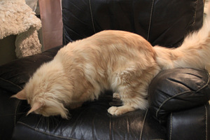 Maine Coon uros 2,5 vuotias, (2 valokuva sivusta 3)